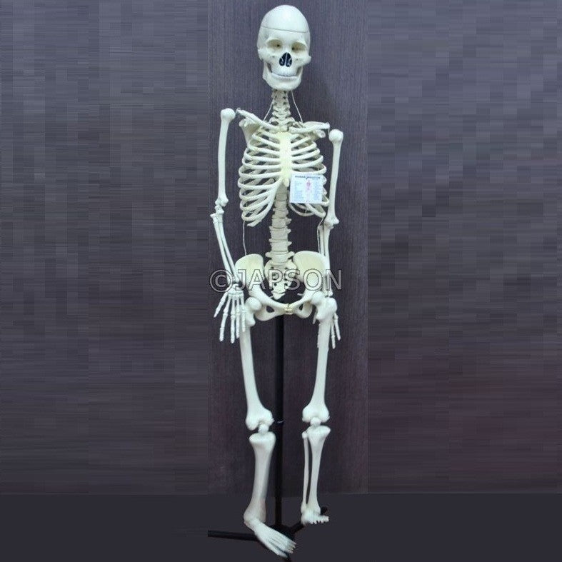 Human Skeleton Model with/without Stand Human Skeleton Model with/without Stand